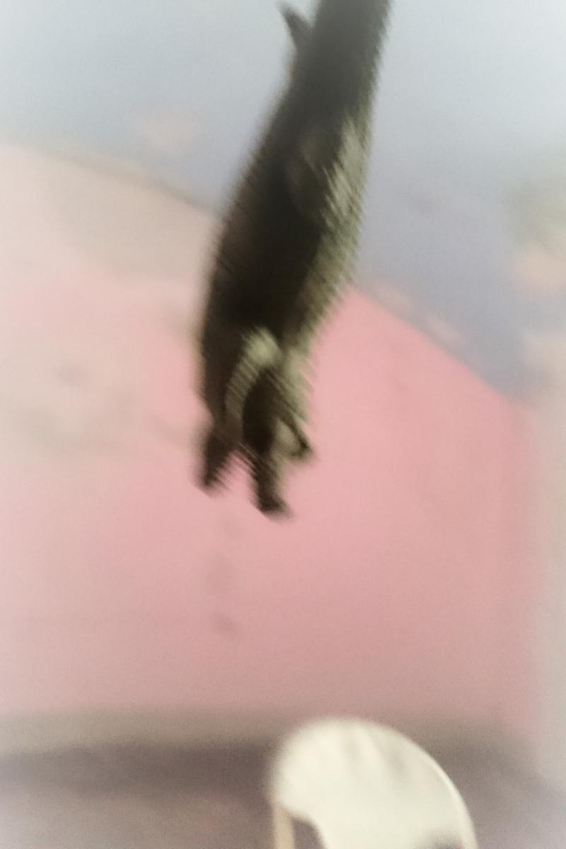 coccodrillo-by-mms-DSC_2050