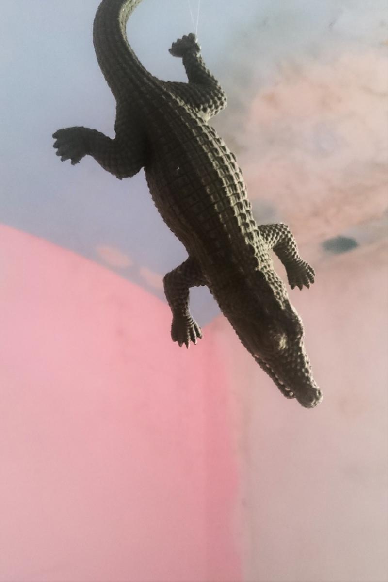 coccodrillo-by-mms-DSC_2054